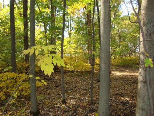 Property photo 7 - 145+/- Acres Offered in 6 Tracts Real Estate Auction